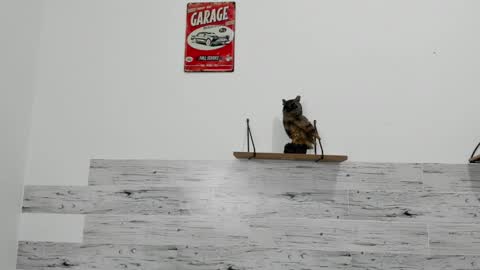 Snapshot of jaycreedd chatting on March 7, 2025, 4:46 am Jaycreedd online show from March 7, 2025, 4:46 am