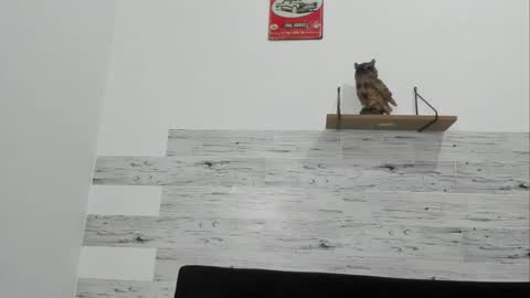 Jaycreedd online show from November 20, 2025, 1:17 am