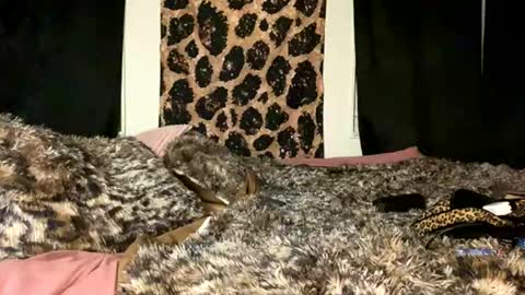 jeddahdolly online show from November 28, 2025, 12:24 am