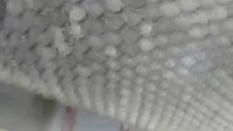 Giovanni50pro online show from September 17, 2025, 12:40 pm