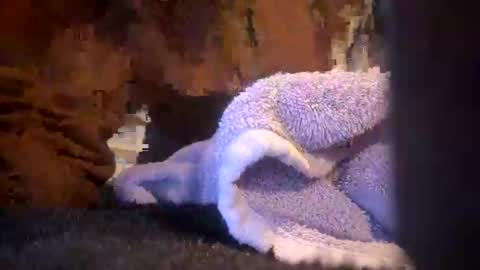 Snapshot of juish5521 chatting on March 6, 2025, 10:09 am Juish5521 online show from March 6, 2025, 10:09 am