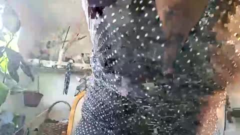 Snapshot of lacybell chatting on February 25, 2026, 3:43 pm lacybell online show from February 25, 2026, 3:43 pm