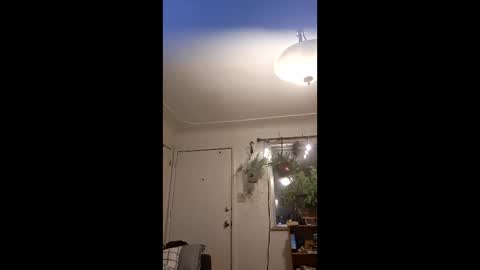 lacybell online show from May 10, 2026, 4:39 am