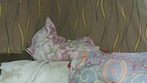 LadyXSnakes online show from February 11, 2025, 6:08 am