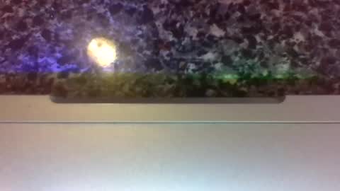Lapuzzycat201923 online show from January 14, 2025, 2:43 pm