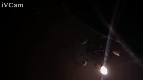 laydayy online show from January 12, 2026, 10:37 pm