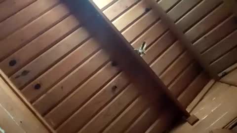 leskator9 online show from November 2, 2025, 5:10 am