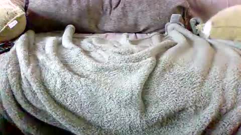 Bills Mafia online show from March 3, 2026, 5:52 pm