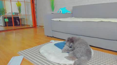 Snapshot of lilyt_007 chatting on January 14, 2025, 6:02 am lilyt_007 online show from January 14, 2025, 6:02 am