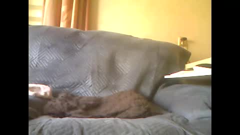 lion160868 online show from May 7, 2026, 8:09 am