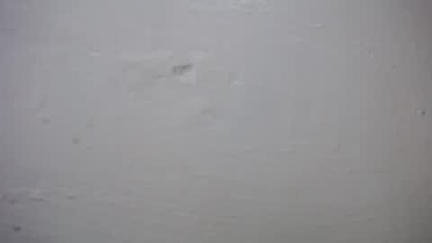 lisa_branch online show from October 27, 2025, 10:41 am