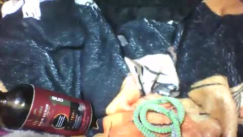 Snapshot of lovaelisa chatting on October 18, 2025, 6:48 am lovaelisa online show from October 18, 2025, 6:48 am