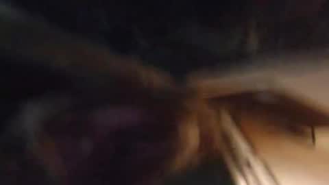 Snapshot of lucyvybes_and_gogert chatting on March 4, 2025, 7:08 am Lucy Vybes and Go-Gert online show from March 4, 2025, 7:08 am