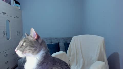    online show from March 8, 2025, 2:45 am