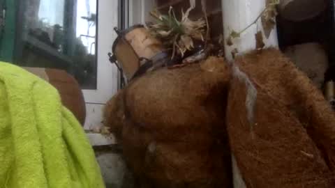 matureman1234 online show from November 5, 2025, 8:25 am