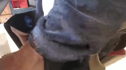 mee9090e900 online show from September 19, 2025, 11:11 am