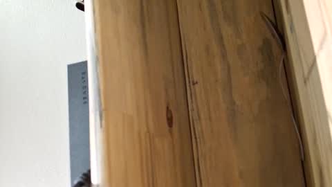 mellomike online show from March 4, 2026, 5:30 pm