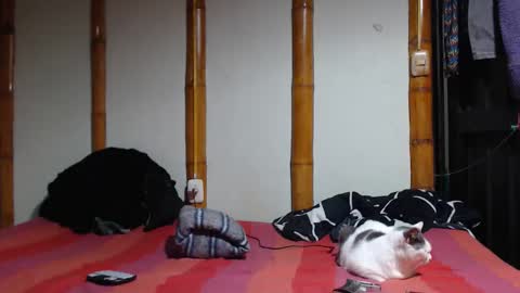 Snapshot of miahells chatting on March 7, 2026, 10:18 pm Mia Sam online show from March 7, 2026, 10:18 pm