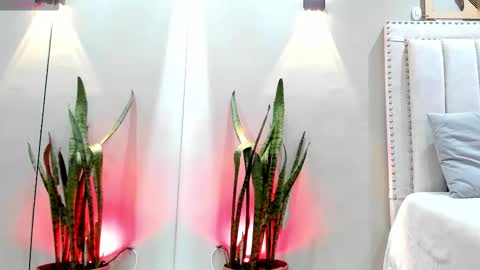    online show from November 14, 2025, 12:04 pm