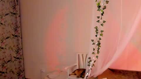 Snapshot of mish_ka3 chatting on December 26, 2024, 8:00 pm Misha online show from December 26, 2024, 8:00 pm