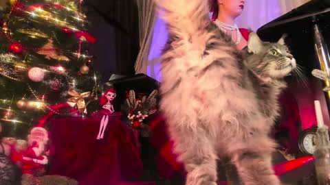 Snapshot of miss_asmodeus chatting on December 24, 2024, 9:00 pm missAsmodeus online show from December 24, 2024, 9:00 pm