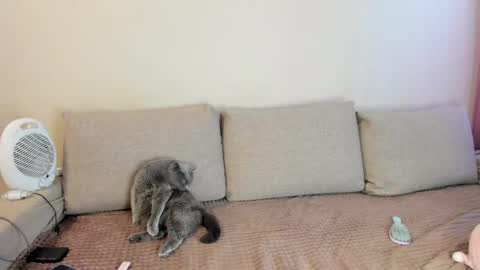 Kitty online show from May 16, 2026, 3:36 am