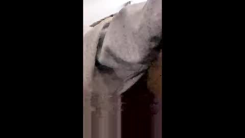 Snapshot of missniagaraishorny chatting on January 18, 2026, 8:23 pm MissNiagara online show from January 18, 2026, 8:23 pm