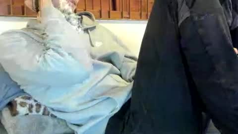 DigBreed online show from November 9, 2025, 12:31 am