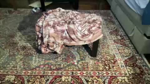 much_fun1 online show from February 1, 2026, 3:21 pm