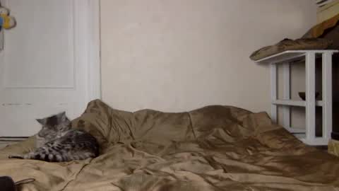 Snapshot of muse_online chatting on December 4, 2024, 11:41 am Muse Ali online show from December 4, 2024, 11:41 am