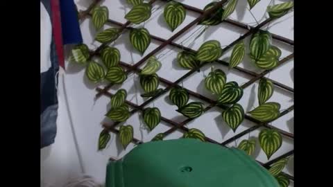 my negrito online show from March 16, 2026, 7:51 pm