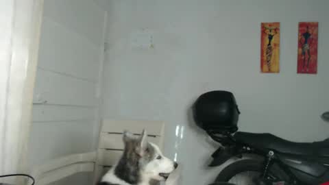 Snapshot of natzumi_mcqueen chatting on December 31, 2024, 12:25 pm Stella Mcqueen online show from December 31, 2024, 12:25 pm