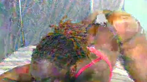 Naughty is my name online show from January 11, 2025, 5:40 pm