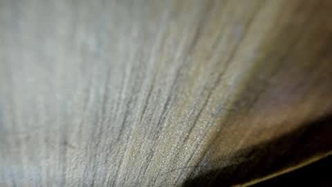 Niick online show from March 19, 2026, 2:15 am