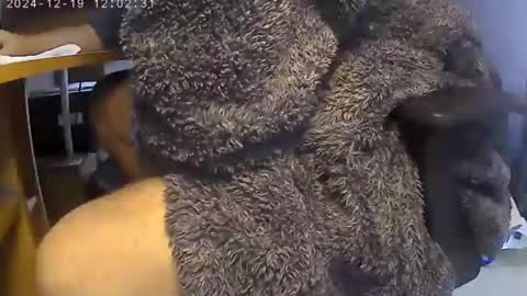 nineinchhard online show from December 19, 2024, 12:01 pm