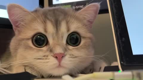 Sun or Luna online show from April 21, 2026, 8:23 pm