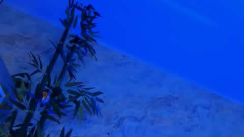 nyssawoodd online show from October 2, 2025, 2:46 pm