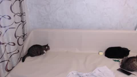 Olivia online show from November 3, 2025, 4:25 am