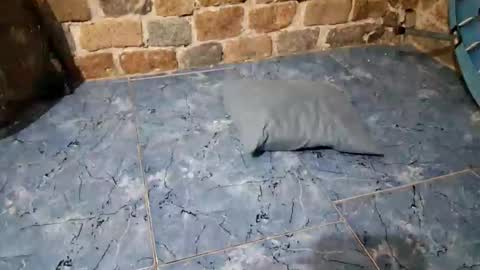 pablouyu online show from February 11, 2026, 2:49 am