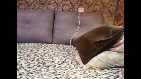 Pancamo online show from January 5, 2025, 6:45 pm