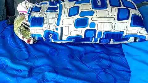 Snapshot of paula_wills chatting on January 6, 2025, 12:35 pm Yura independent  model online show from January 6, 2025, 12:35 pm