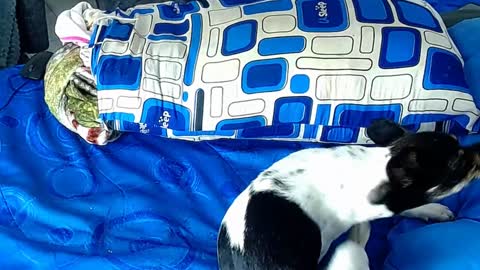 paula_willss online show from January 6, 2025, 12:35 pm