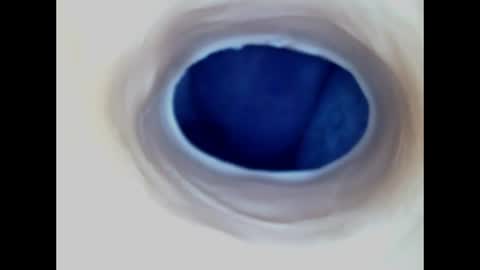 Snapshot of paulainoscente chatting on June 14, 2026, 2:24 am Paula 18 Aninhos online show from June 14, 2026, 2:24 am