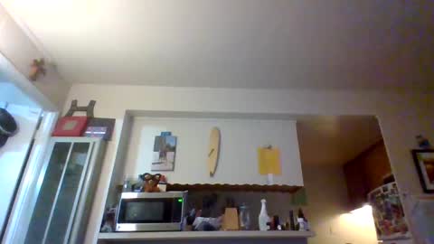 pawgkiller online show from October 11, 2025, 2:33 am