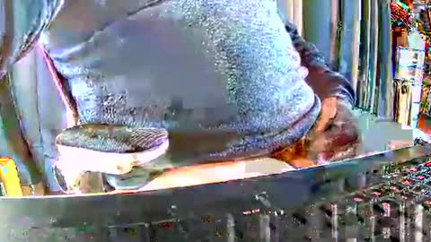 Snapshot of philache04 chatting on December 15, 2025, 9:46 am Gabu online show from December 15, 2025, 9:46 am