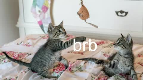 Kitty online show from June 3, 2026, 2:33 pm