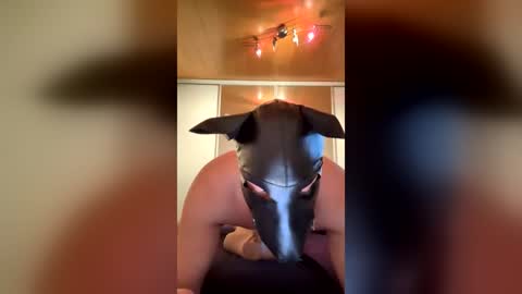 playdog123 online show from June 25, 2026, 3:27 pm