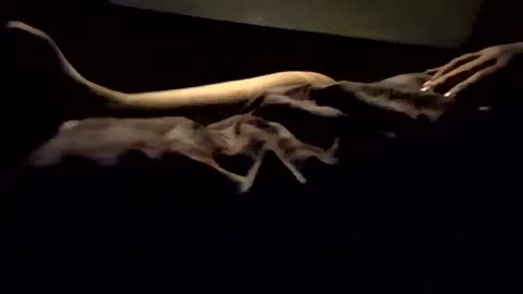 Nichole Vixen  Jacob online show from March 8, 2025, 12:09 pm