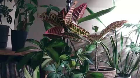 Snapshot of pricklypear85 chatting on May 26, 2026, 4:41 am Pricklypear online show from May 26, 2026, 4:41 am