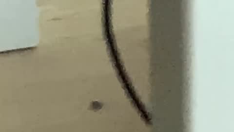 Roman online show from November 27, 2025, 4:25 am